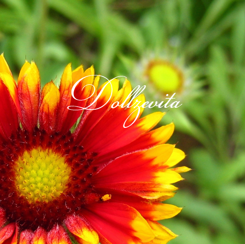 Blume