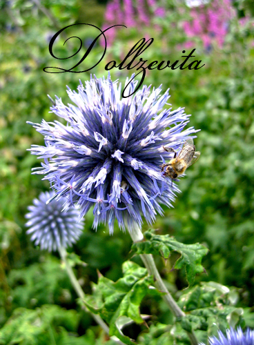 Distel