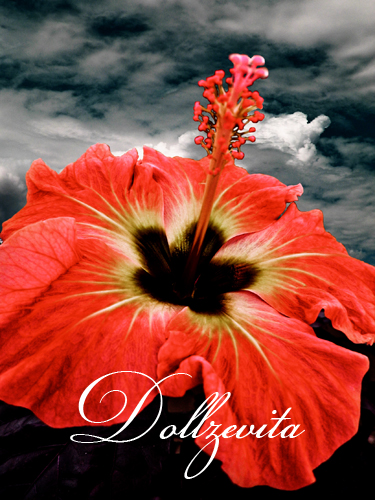 Hibiskus