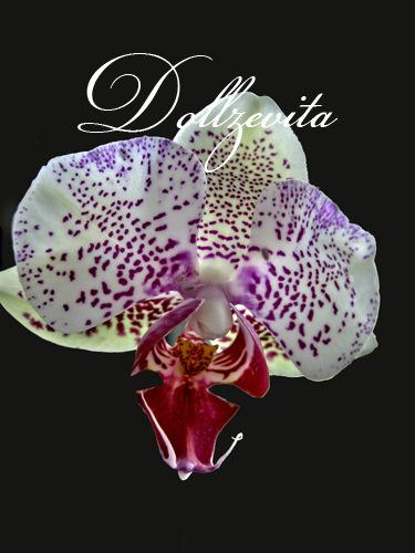 Orchidee