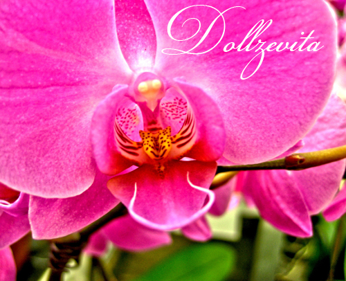 Rosa Orchidee
