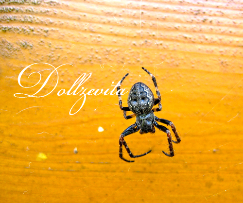 Schwarze Spinne