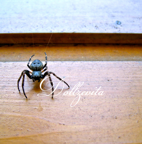 Spinne am Faden